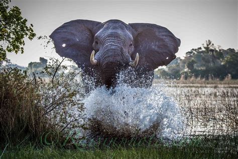 Animals & Nature .